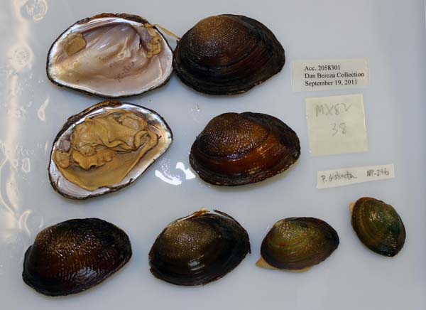 image of lot USNM_1282613