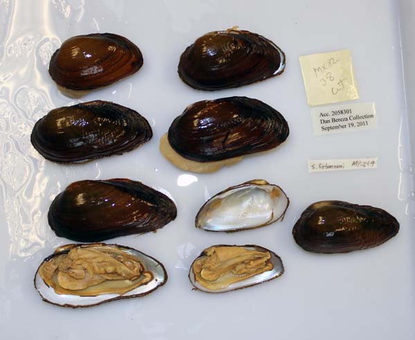 image of lot USNM_1282661-62