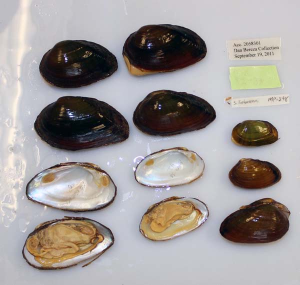 image of lot USNM_1282663
