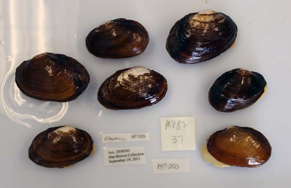 image of lot USNM_1282354