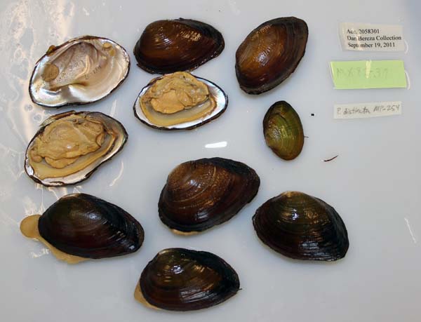 image of lot USNM_1282614-15