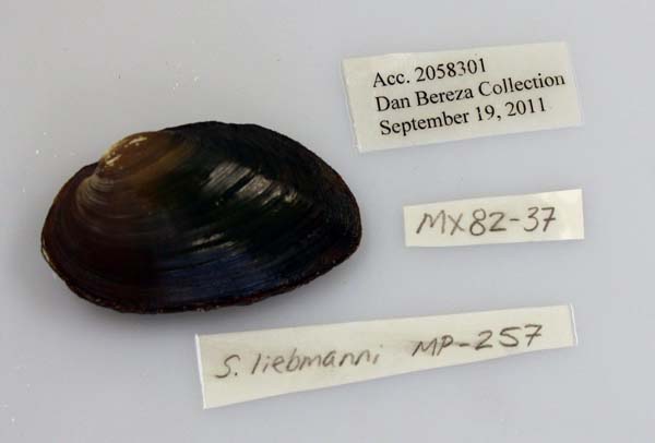 image of lot USNM_1282655
