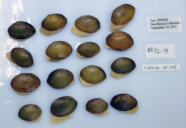 image of lot USNM_1282616