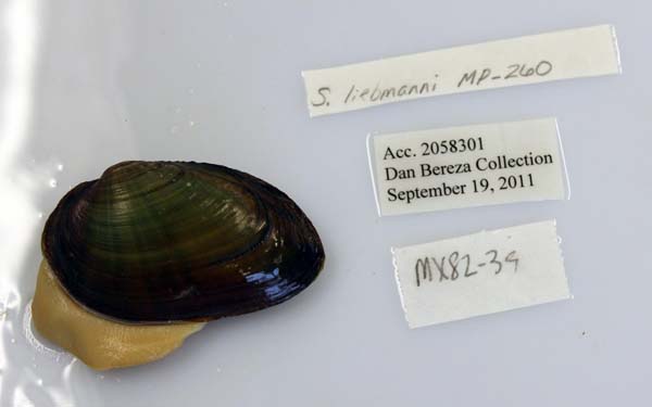 image of lot USNM_1282656
