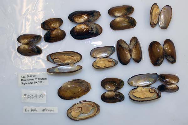 image of lot USNM_1282433 image of lot USNM_1282433