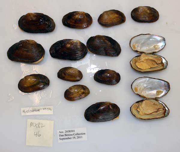 image of lot USNM_1282543-44 image of lot USNM_1282543-44