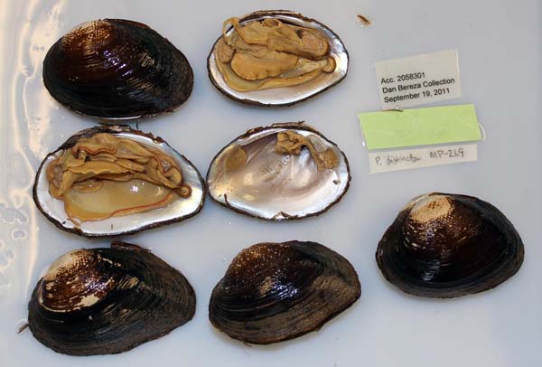 image of lot USNM_1282617