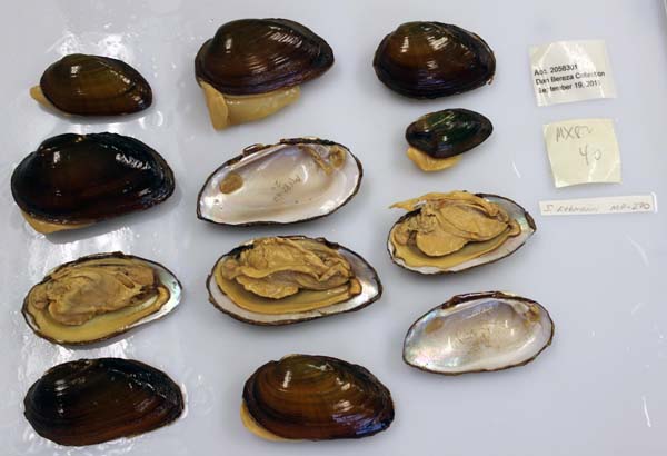 image of lot USNM_1282657