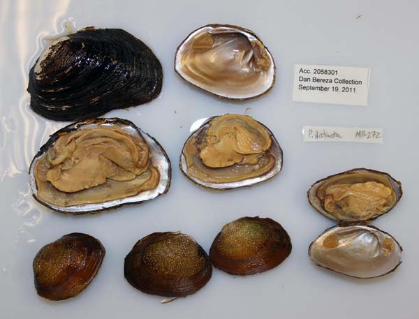 image of lot USNM_1282618