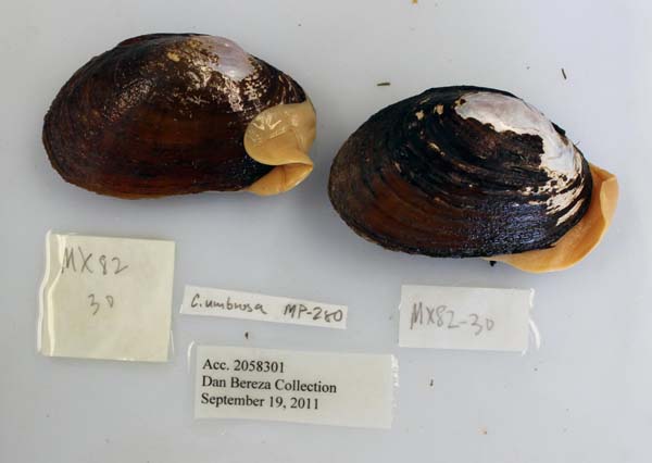 image of lot USNM_1282357