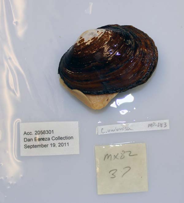 image of lot USNM_1282358