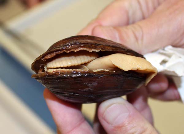 image of lot USNM_1282358