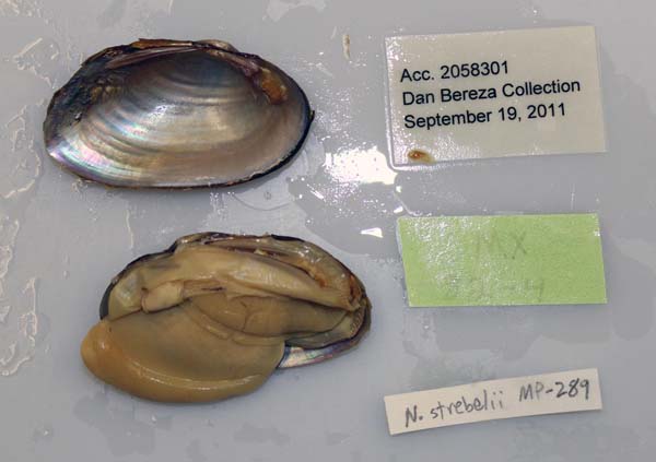 specimen