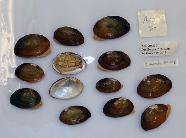 image of lot USNM_1282619