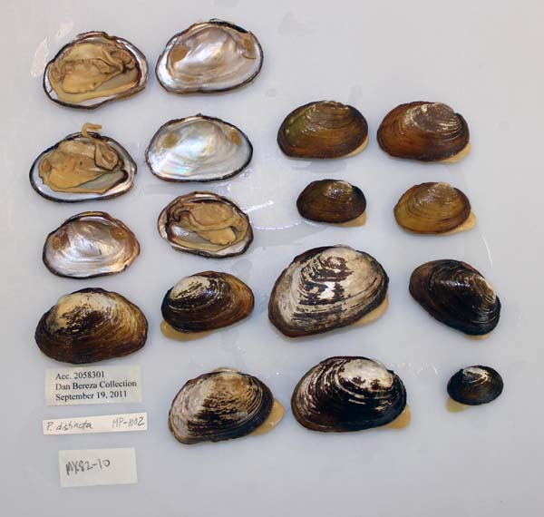 image of lot USNM_1282607