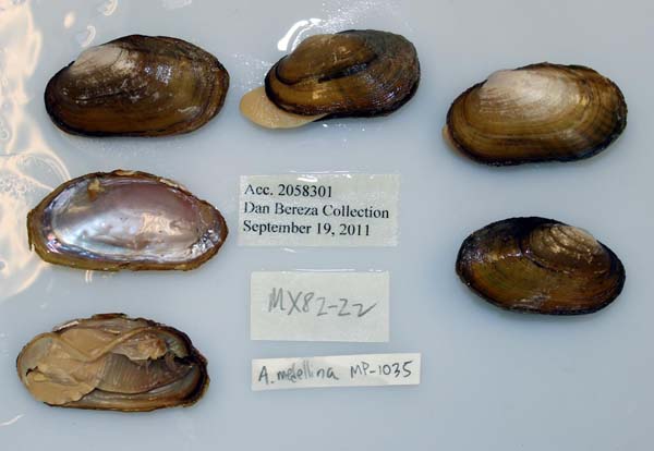 image of lot USNM_1282291 image of lot USNM_1282291