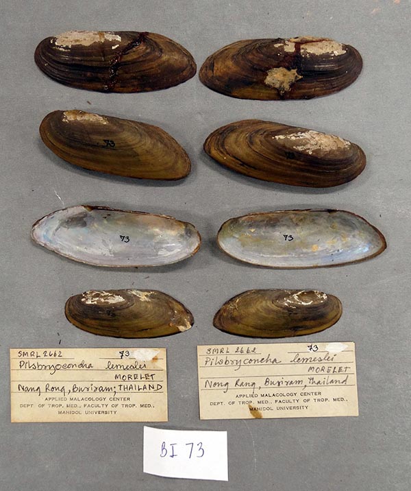 image of lot SMRL_2662