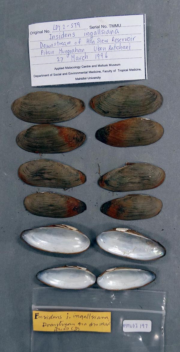 image of lot TMMUBI_197