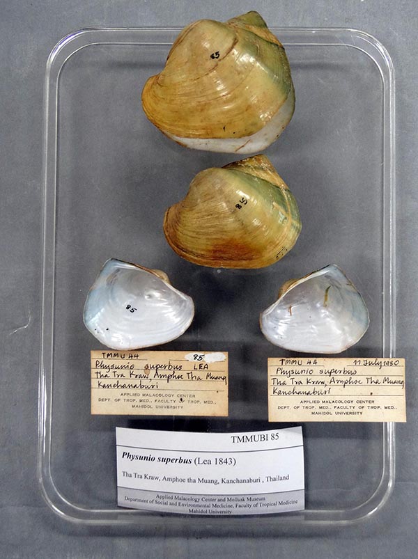 image of lot TMMUBI_44_85