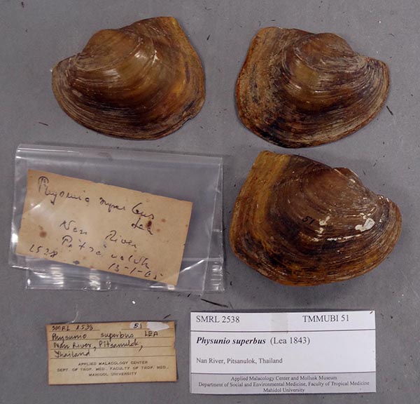 image of lot TMMUBI_51