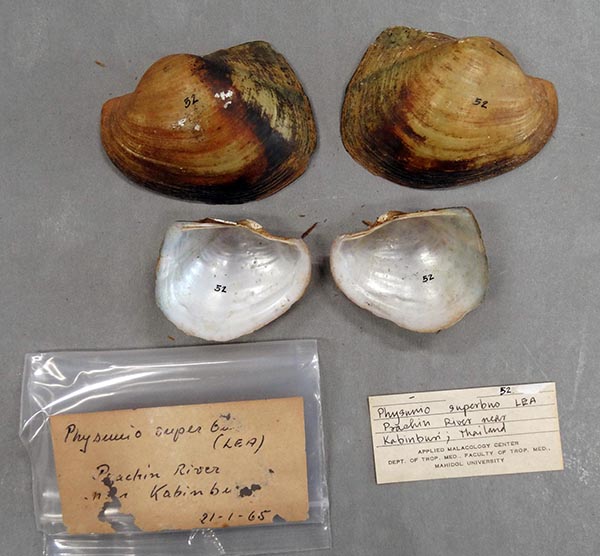 image of lot TMMUBI_52