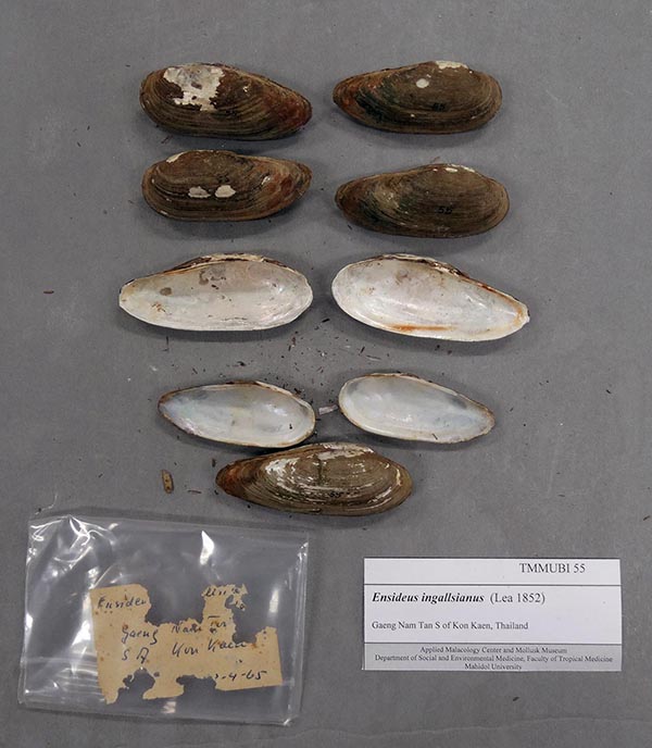 image of lot TMMUBI_55