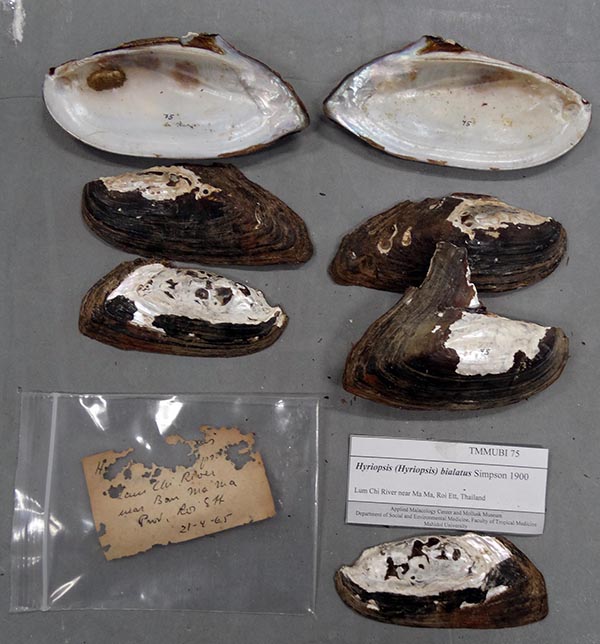 image of lot TMMUBI_75