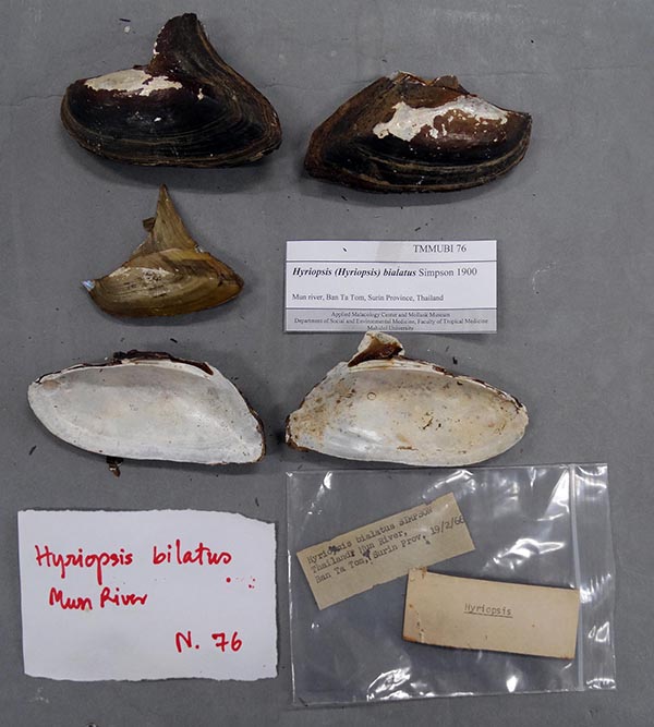 image of lot TMMUBI_76