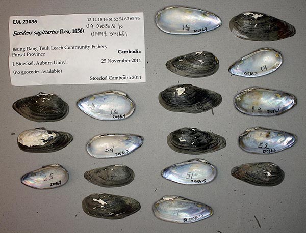 image of lot UA_21036