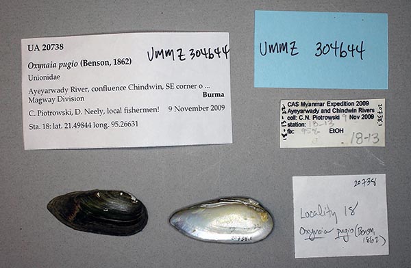 image of lot UMMZ_304644