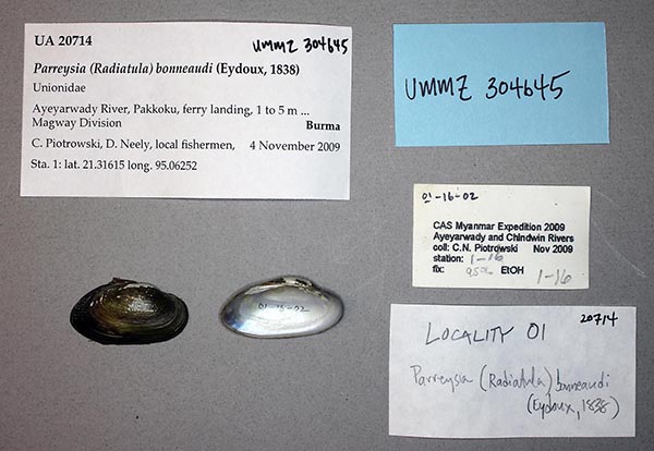 image of lot UMMZ_304645