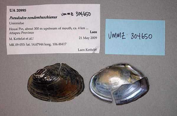 image of lot UMMZ_304650