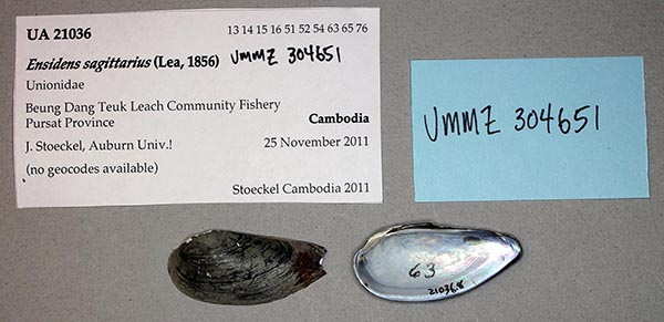 image of lot UMMZ_304651