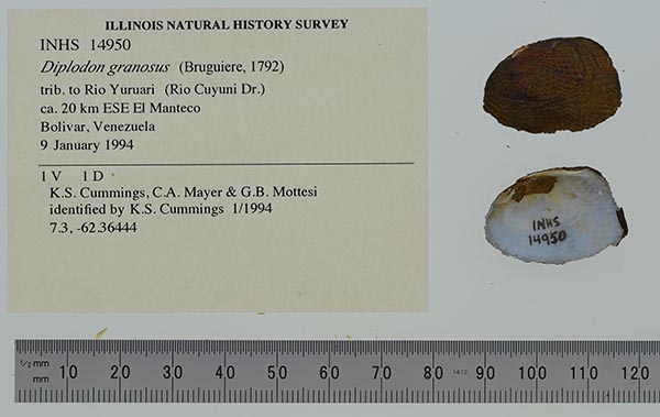 specimen