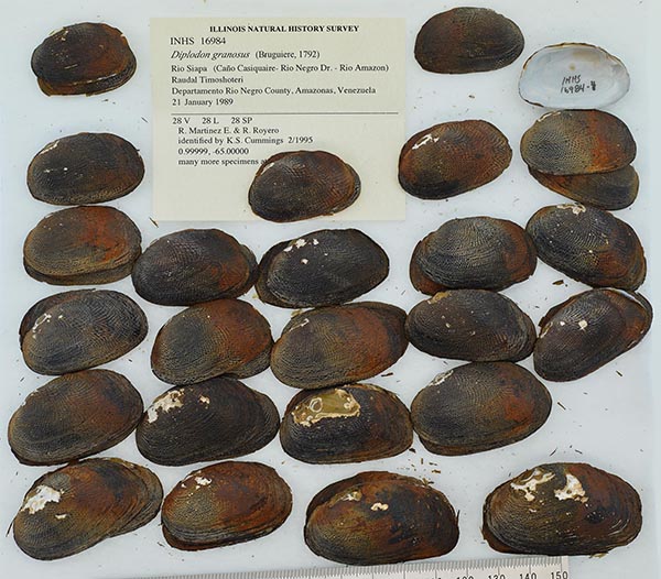 specimen