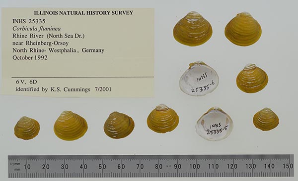 image of lot INHS_25335