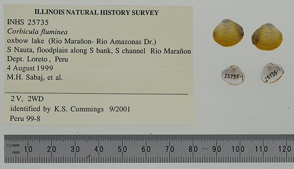 image of lot INHS_25735