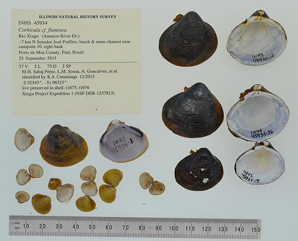 image of lot INHS_45934