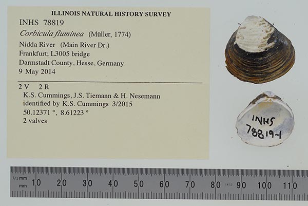 image of lot INHS_78819