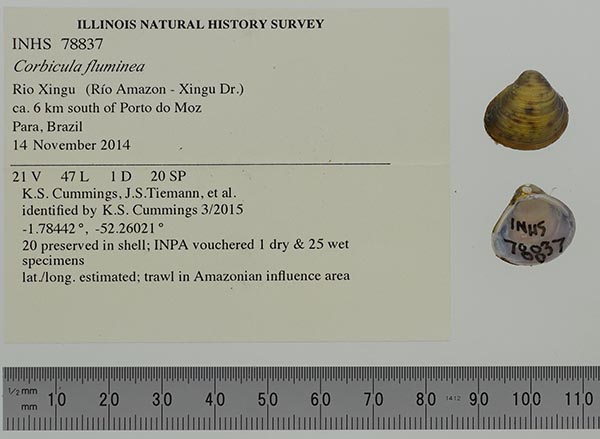 image of lot INHS_78837