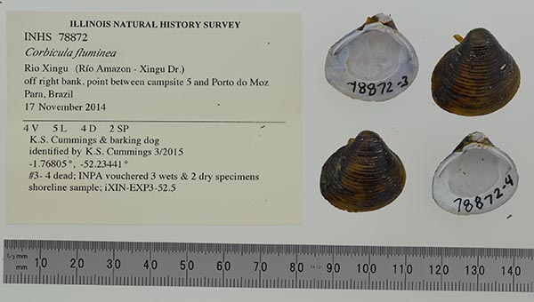 image of lot INHS_78872