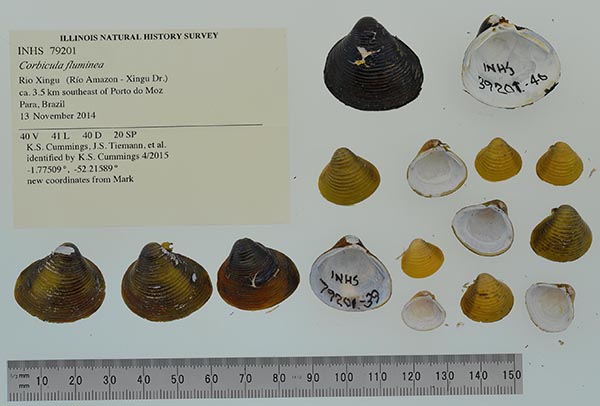 image of lot INHS_79201