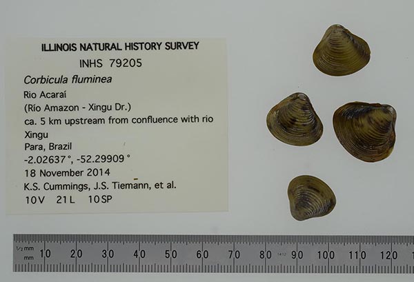 image of lot INHS_79205