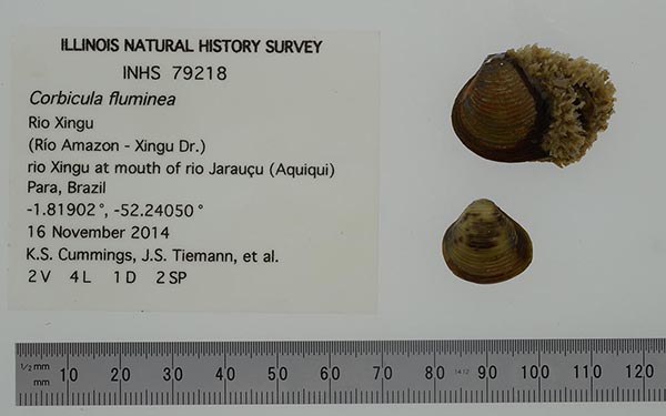 image of lot INHS_79218