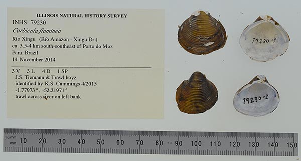 image of lot INHS_79230