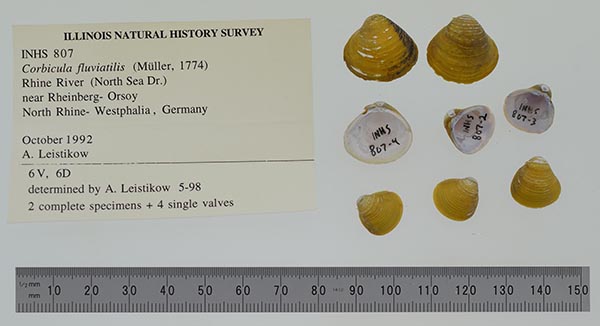 image of lot INHS_807