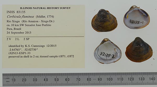 image of lot INHS_83135