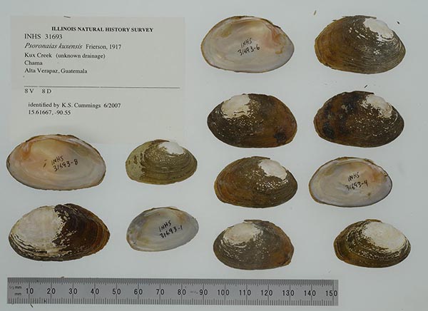 image of lot INHS_31693