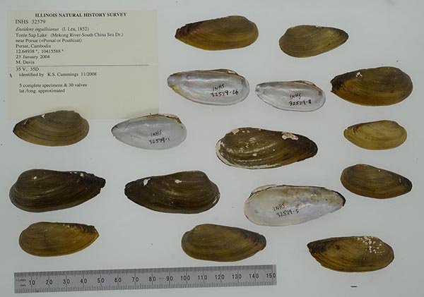 image of lot INHS_32579