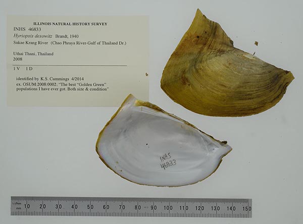 image of lot INHS_46833